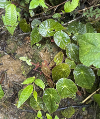 Gobenia