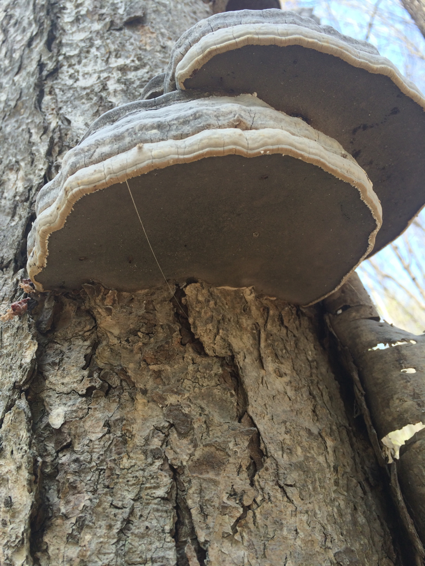 Fomes fomentarius image