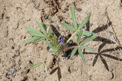 Lupinus kingii
