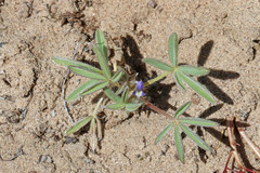 Lupinus kingii