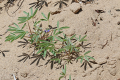 Lupinus kingii