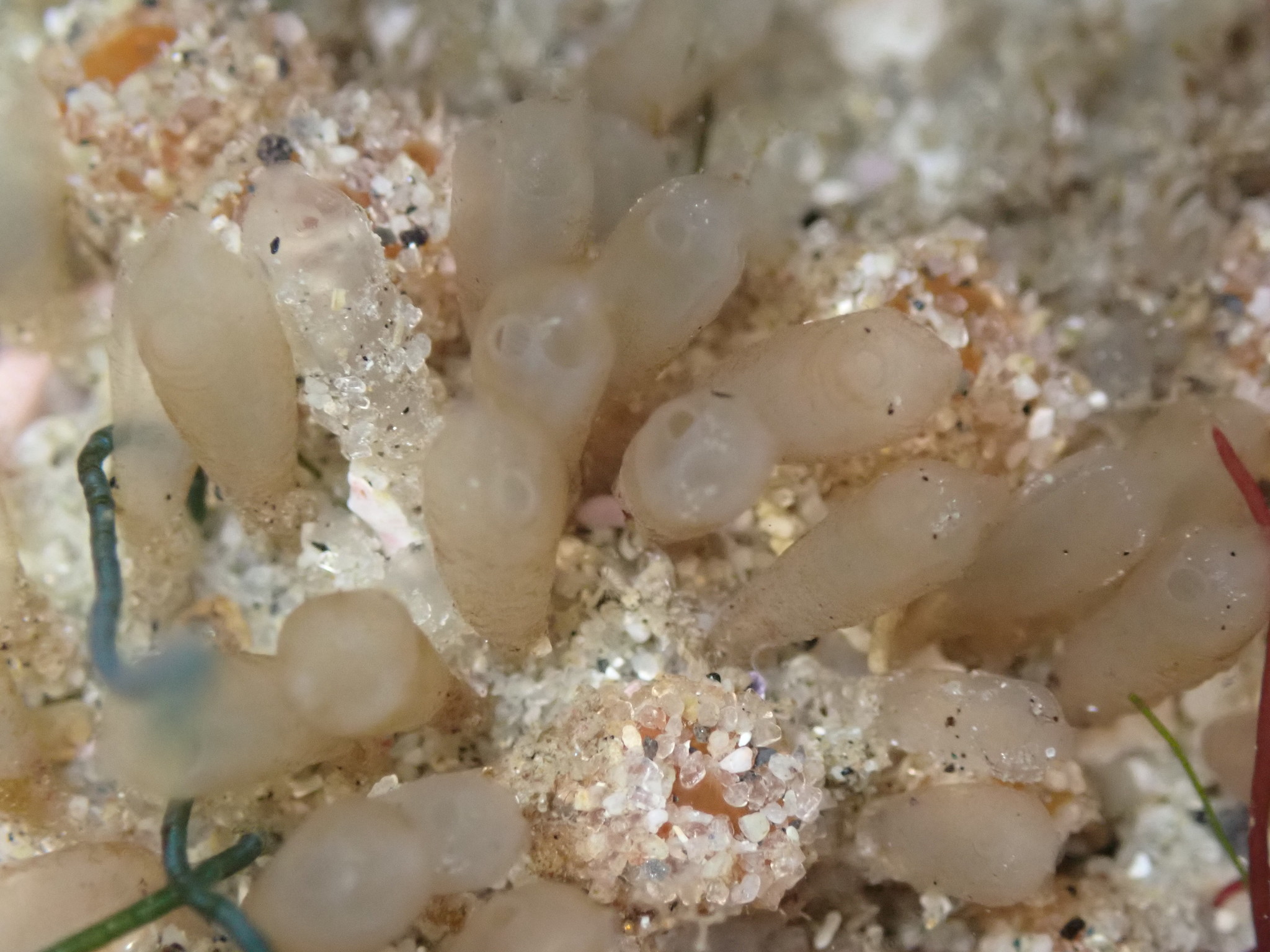 Euherdmania claviformis (Ritter, 1903)