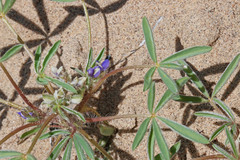 Lupinus kingii