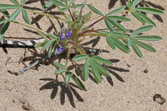 Lupinus kingii