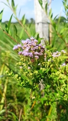 Chromolaena hirsuta