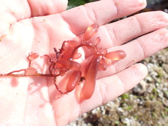 Botryocladia pseudodichotoma