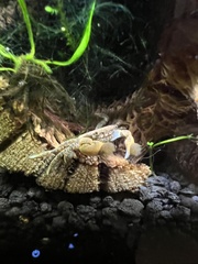 Ptychognathus barbatus