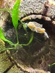 Ptychognathus barbatus