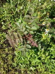 Rhus javanica