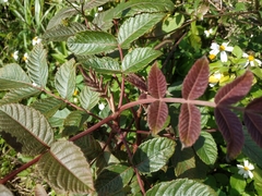 Rhus javanica