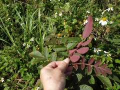 Rhus javanica