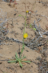 Malacothrix sonchoides