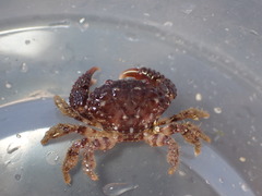 Paraxanthias taylori