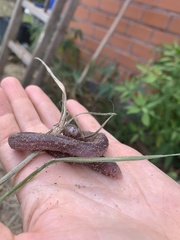 Leposternon microcephalum