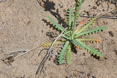 Malacothrix sonchoides