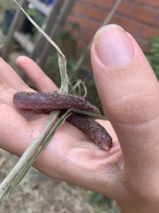 Leposternon microcephalum