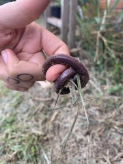 Leposternon microcephalum