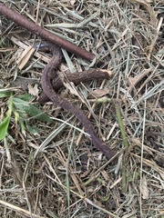 Leposternon microcephalum