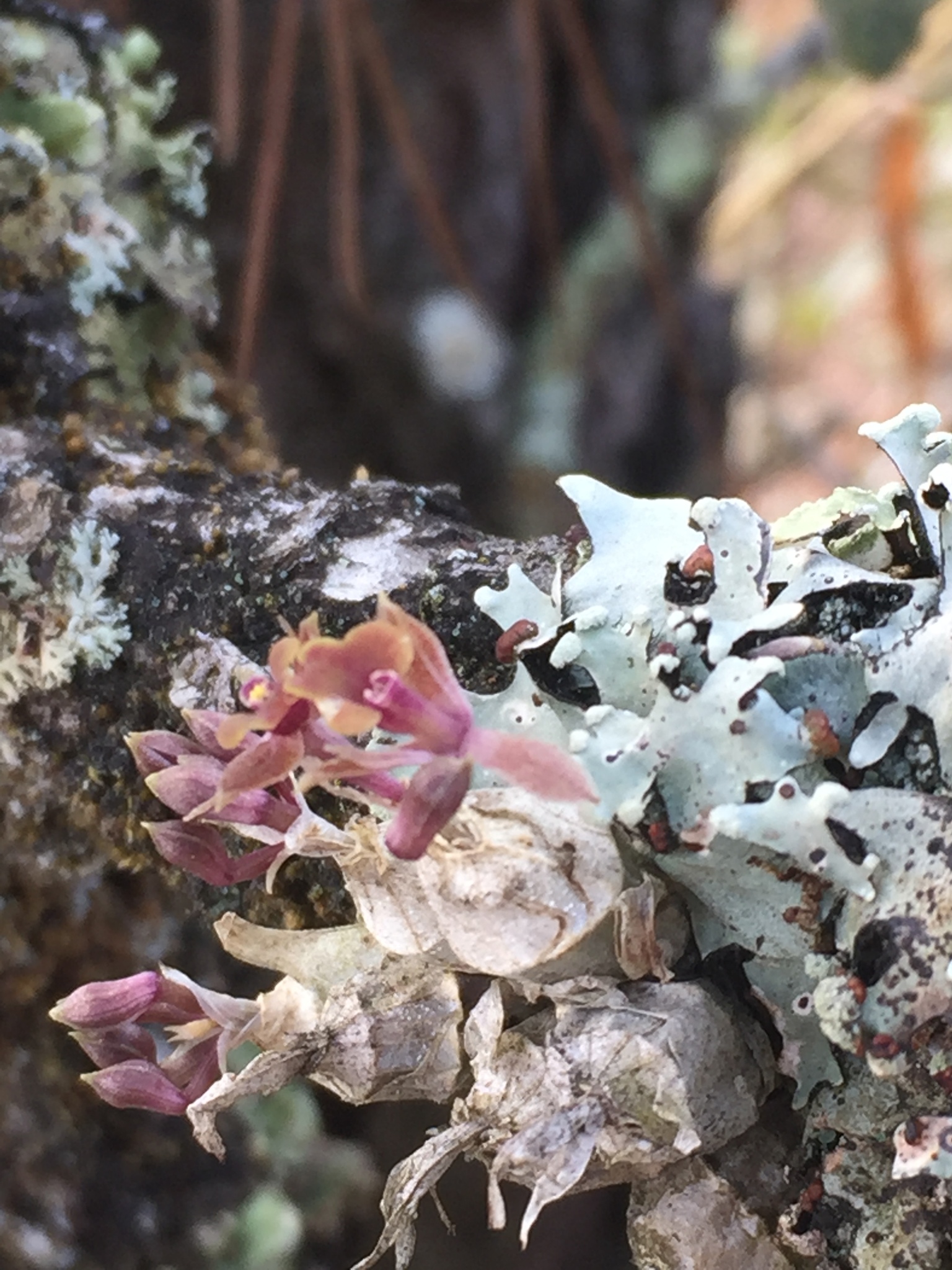 Epidendrum miserum Lindl.