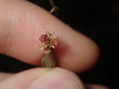 Arrhenechthites mixtus