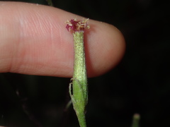 Arrhenechthites mixtus