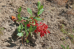 Rumex venosus