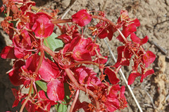 Rumex venosus