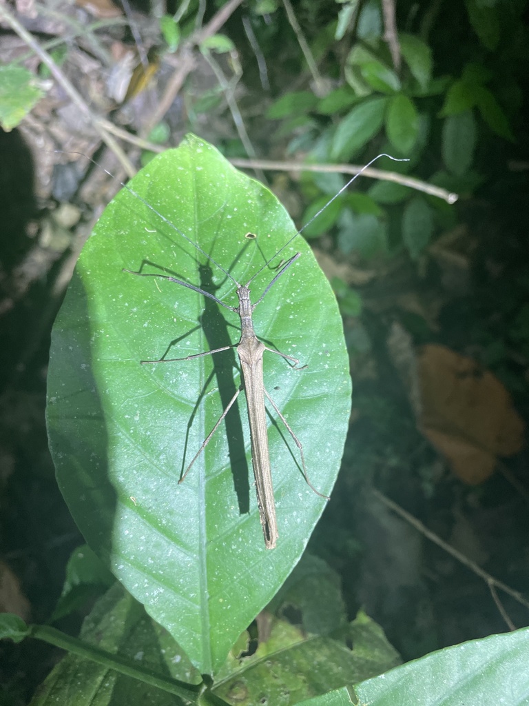 Stick Insects from Sarapiqui, Heredia, CR on February 25, 2022 at 08:47 ...