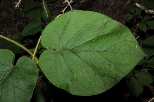 Image of Matelea obliqua by (c) Brian Finzel, some rights reserved (CC BY-SA)