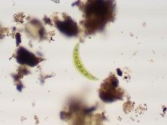 Closterium moniliferum