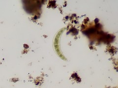 Closterium moniliferum