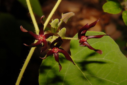 Image of Matelea obliqua by (c) Brian Finzel, some rights reserved (CC BY-SA)
