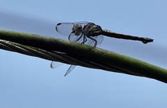 Potamarcha congener