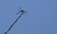 Potamarcha congener