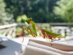 Hierodula rufomaculata