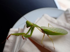 Hierodula rufomaculata