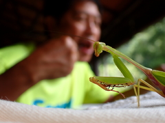 Hierodula rufomaculata