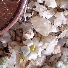Linanthus maculatus emaculatus