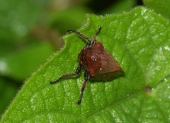 Metcalfiella