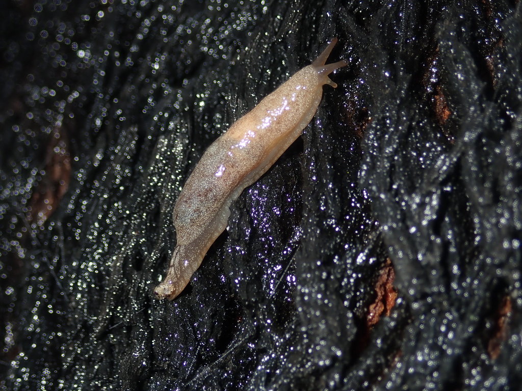 Cystopelta jimhymani