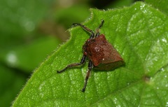 Metcalfiella