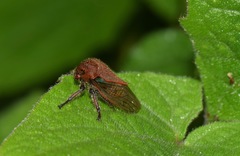 Metcalfiella