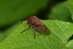 Metcalfiella