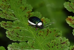 Asphaera albomarginata