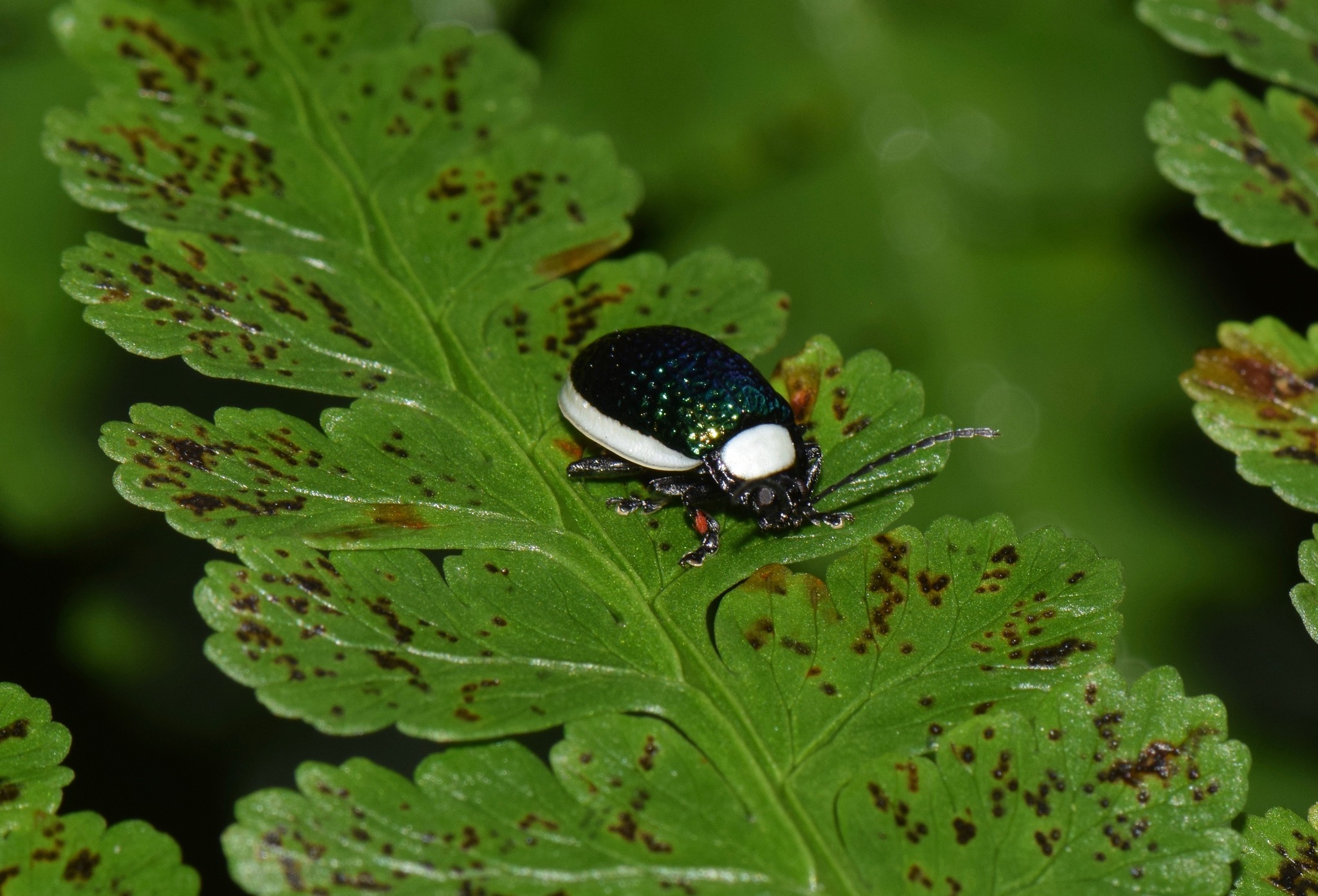 Asphaera image