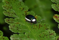 Asphaera albomarginata