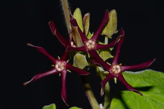 Matelea obliqua