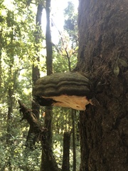 Fomitopsis schrenkii