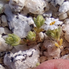 Linanthus maculatus emaculatus