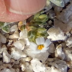 Linanthus maculatus emaculatus